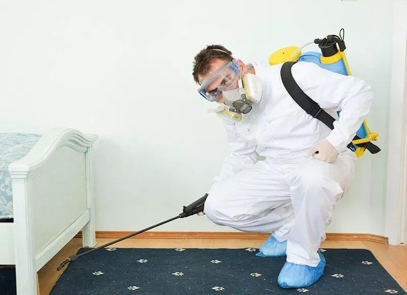 مكافحة الحشرات في حائل