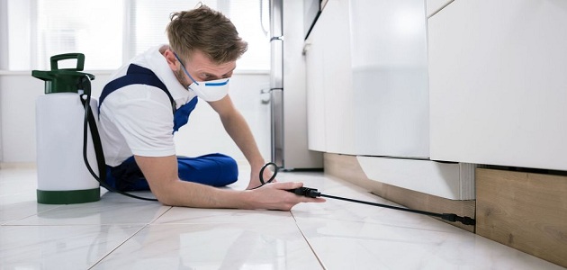 مكافحة حشرات بحائل