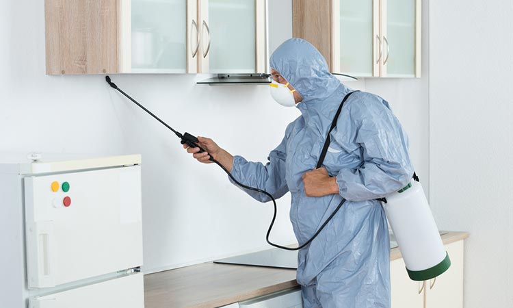 أسعار شركة مكافحة الحشرات